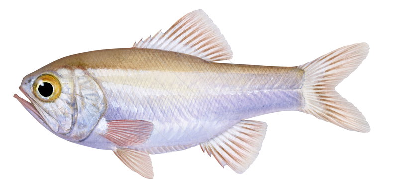 An accurate illustration of the Western Roughy,Optivus agrammus,side view, colourful.