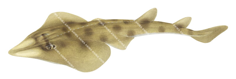 accurate illustration of the Western Shovelnose Ray,Aptychotrema vincentiana, swimming, dorsal view.