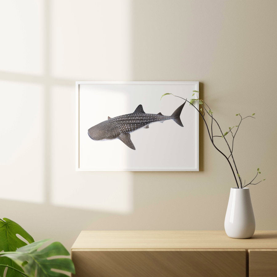 Framed Majestic Fine Art print of the Whale Shark signed by Roger Swainston
