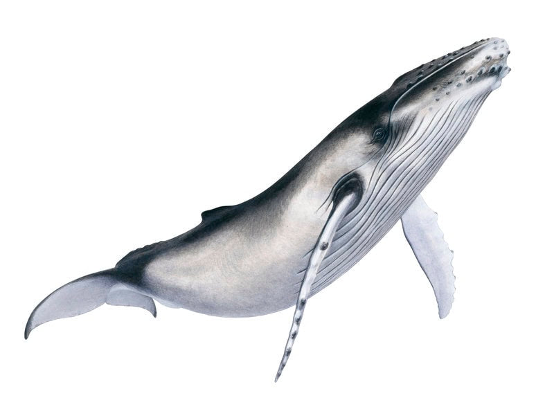painting of the juvenile Humpback Whale by Roger Swainston on white background.