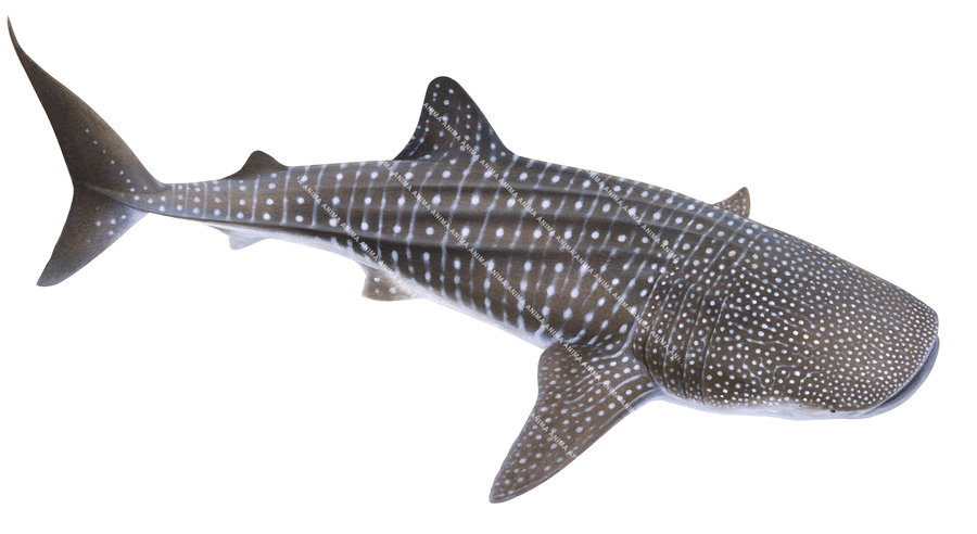 Accurate illustration of the Whale Shark,Rhincodon typus, on white background, dorsal view, alive position.