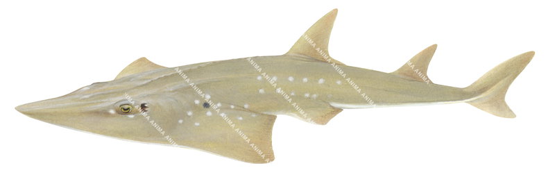 Illustration of the swimming Whitespotted Guitarfish,Rhynchobatus australiae,side view, colourful.