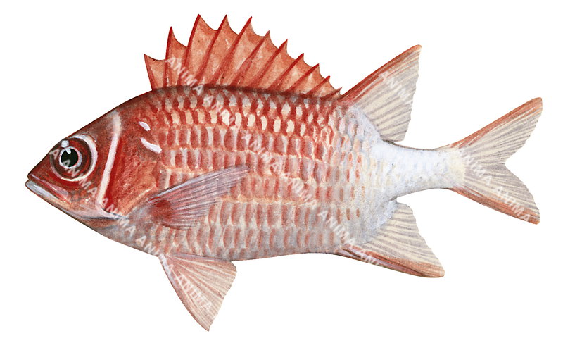 A detailed illustration of a Whitetail Squirrelfish,Sargocentron caudimaculatum shown in profile against a white background.