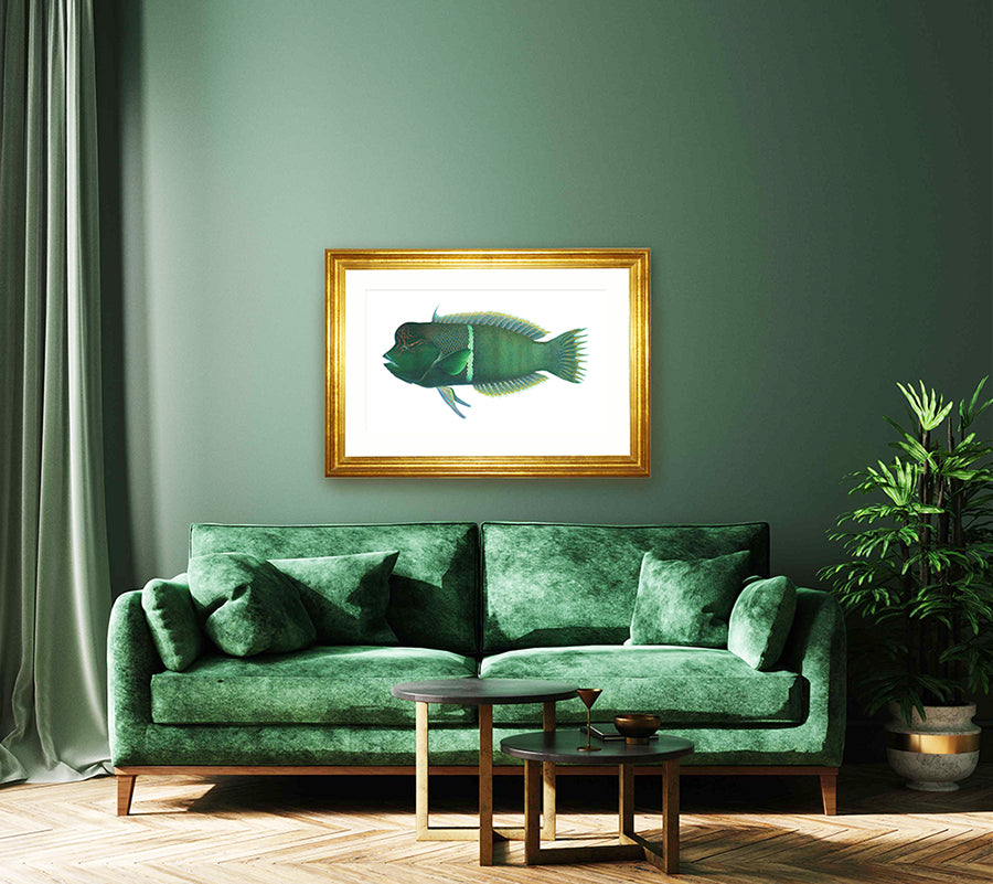 Framed Fine Art Print of the Green Redblotched Wrasse framed in a green decor.