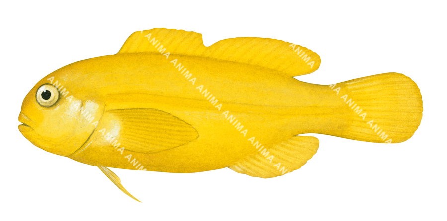 High quality illustration of the Yellow Coral Goby. Its body is completely bright yellow,on white background, side view.