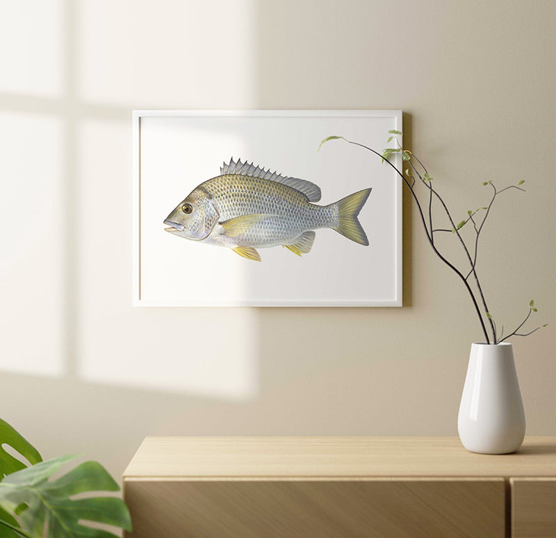 Framed Fine Art fish print of the Yellowfin Bream signed by Roger Swainston