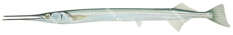 A fish illustration on white background of the Yellowfin Longtom,Strongylurus scapularis,lateral view, colourful.