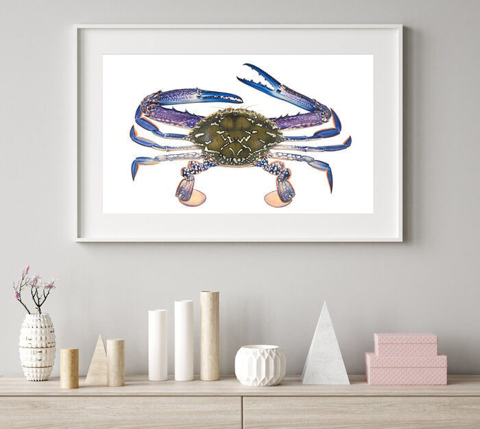 Framed Blue Swimmer Crab Fine art Print.