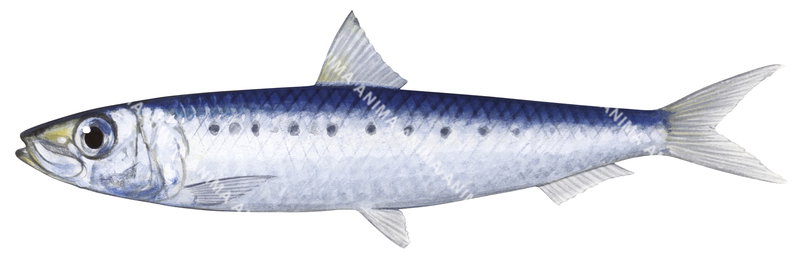 high quality accurate illustration of the Australian Pilchard, Sardinops sagax on white background, lateral view, colourful.