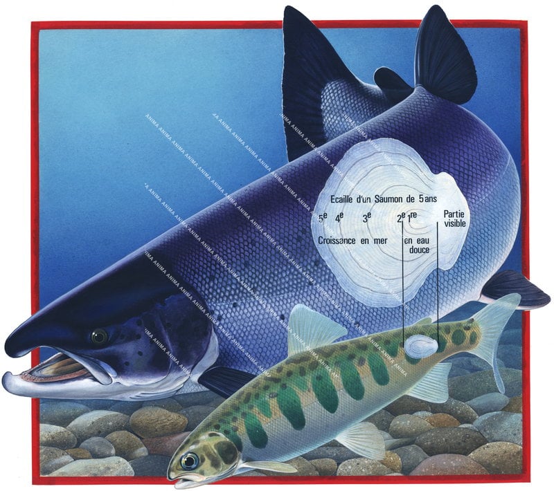 A accurate detail of a scale of young to adult Atlantic Salmon,Salmo salar, illustration by roger swainston, alive position on natural habitat background, side view.