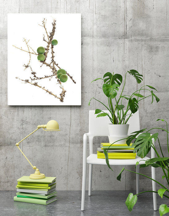 Framed Fine Art print of the Wild Oranges signed by Roger Swainston