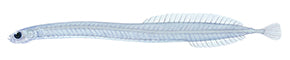 Infantfishes - SCHINDLERIIDAE