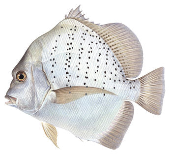Drepane Fish Sicklefishes - DREPANEIDAE