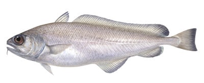 Mor Rid Morid / Deepsea Cods - MORIDAE