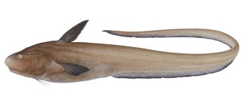 Ateleopodiformes