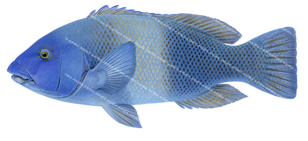 A detailed illustration of a Eastern Blue Groper, showing a vibrant blue fish  displayed on white background capturing the detailed underwater style of Roger Swainston.