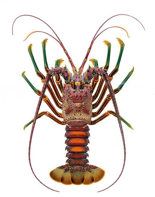 Smoothtailed Rock Lobster