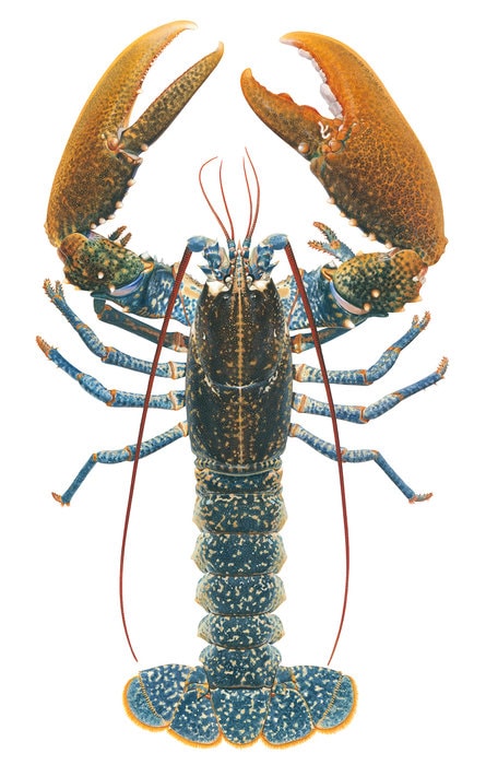 A live size naturalist painting of the European Lobster with its orange large claws extended and its bright blue colour body on white background.