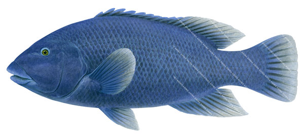 An accurate illustration of the Western Blue Groper on white background, side view with its deep blue colour body, capturing the detailed underwater style of roger swainston.