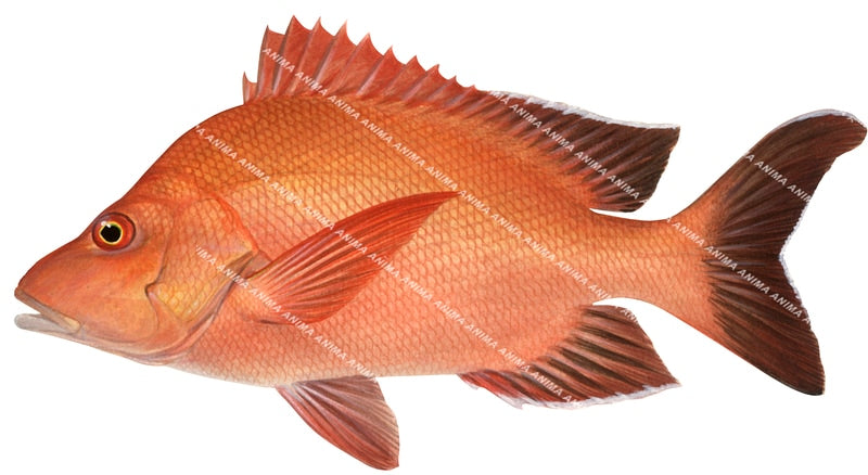 An accurate illustration of a Paddletail on white background, lateral view with fine anatomical details. The colour palette is predominantly Orange and dark brown on the fins.
