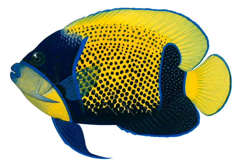 A fish illustration of a Bluegirdle Angelfish on white background with its body colour composed of blue and yellow with black spots.