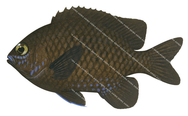 Realistic illustration of the Pacific Gregory, side view won white background, the Pacific Gregory has brown colouring with blue spots on its face and belly.