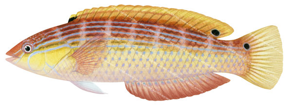 A detailed illustration of a female Painted Rainbow Wrasse fish, with a vibrant mix of colours including yellow, orange, and pink, with light blue stripes, side view, white background.