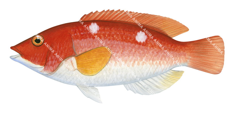 Eastern Foxfish,Bodianus sp| High Resolution fish Illustration by Roger ...