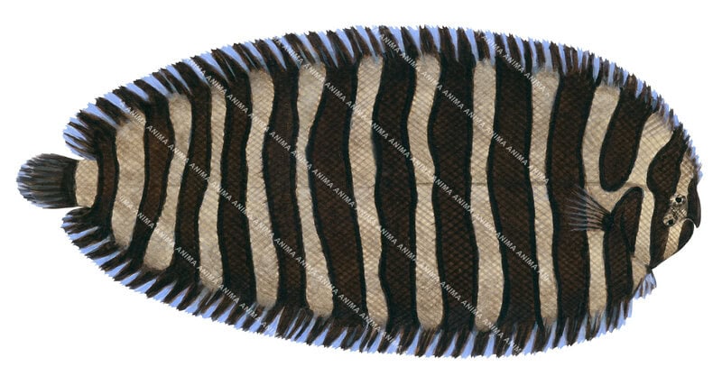 Illustration of a Smallhead Sole with black and brown stripes on white background, dorsal view.