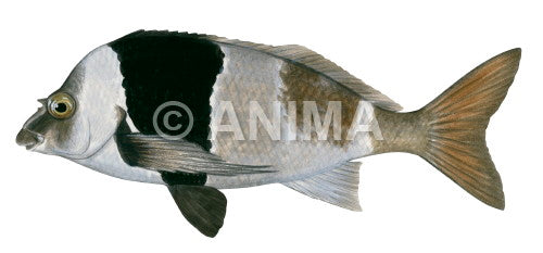 Adult Magpie Perch,Pseudogoniistius nigripes|High Res marine image by R ...