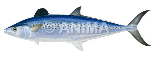 An illustration of a Indo Pacific King Mackerel on white background, side view with dark spots on its body.