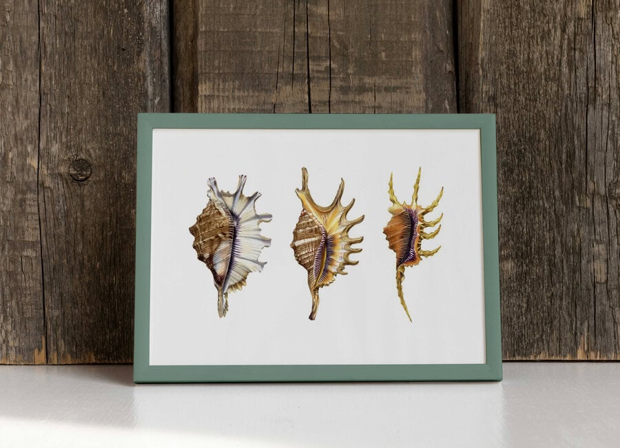 Framed artwork of three seashells, Spider Conches on a wooden background with a green frame.