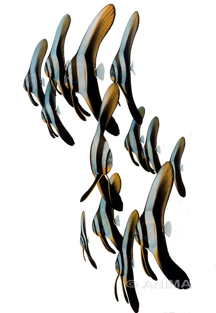 A painting of a school of Roundface Batfish, predominantly black and light grey with some gold or light brown coloration.