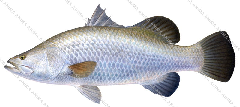 Barramundi,Side view