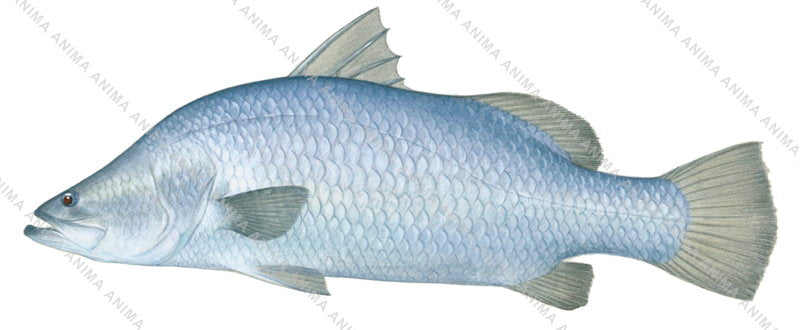 Barramundi-1