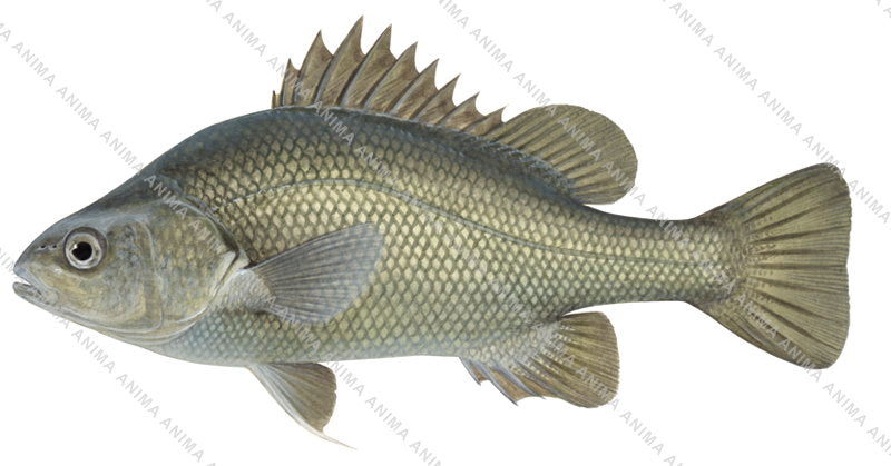 Anima Fish Macquarie Perch | High Res Illustration by Roger Swainston | Anima