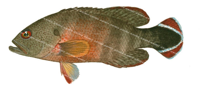 Flagtail Rockcod