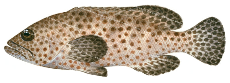 Greasy Rockcod