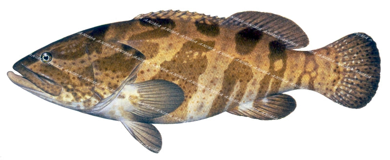 Orangespotted Rockcod-1