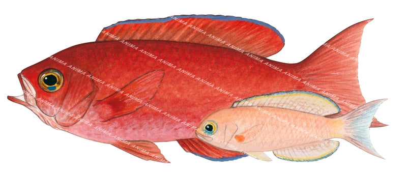 Splendid Perch female and juvenile,Callanthias australis|High Res image ...