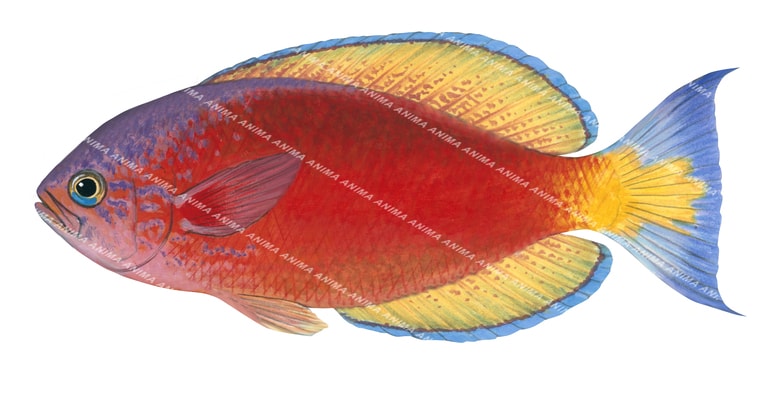 Splendid Perch,Callanthias australis. Illustration by Roger Swainston
