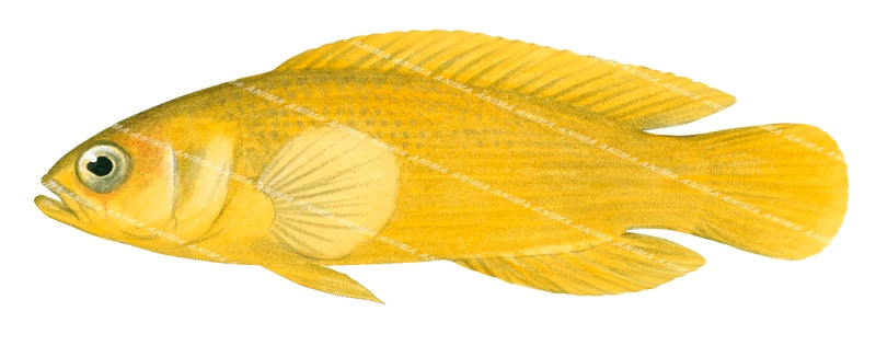 Dusky Dottyback(yellow phase),Pseudochromis fuscus|High Res image-R ...