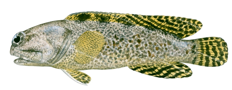 Darwin Jawfish,Opistognathus darwiniensis|High Res image-R.Swainston ...