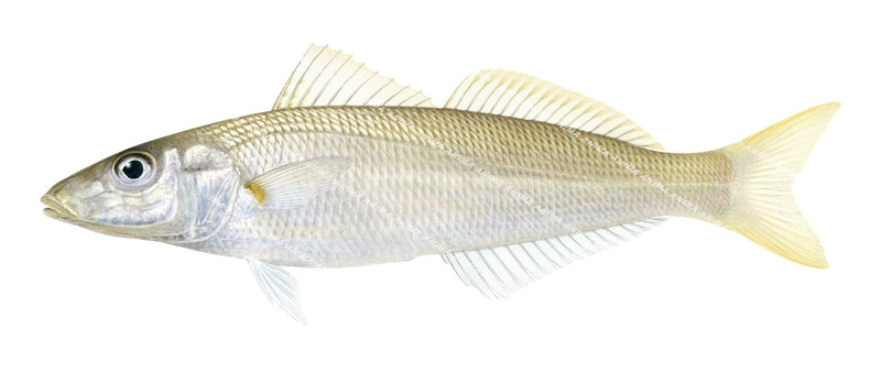 Stout Whiting,Sillago robusta|High Res Marine image-R.Swainston-Animafish