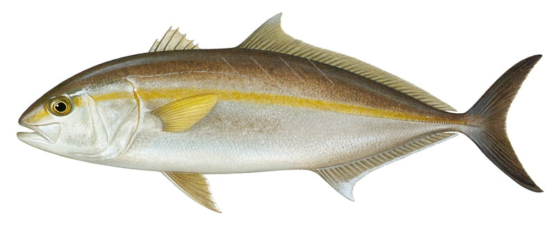 Amberjack-1