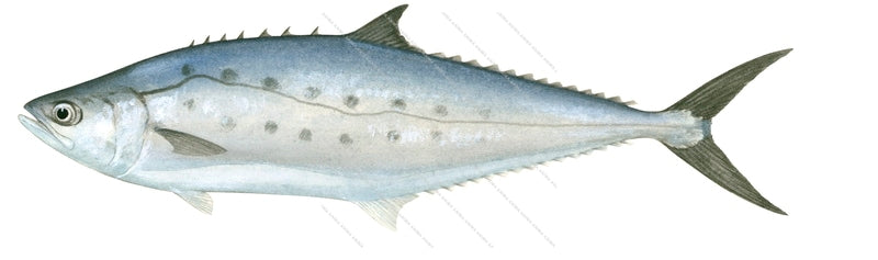Lesser Queenfish,Scomberoides lysanHigh Res Marine image-R.Swainston ...
