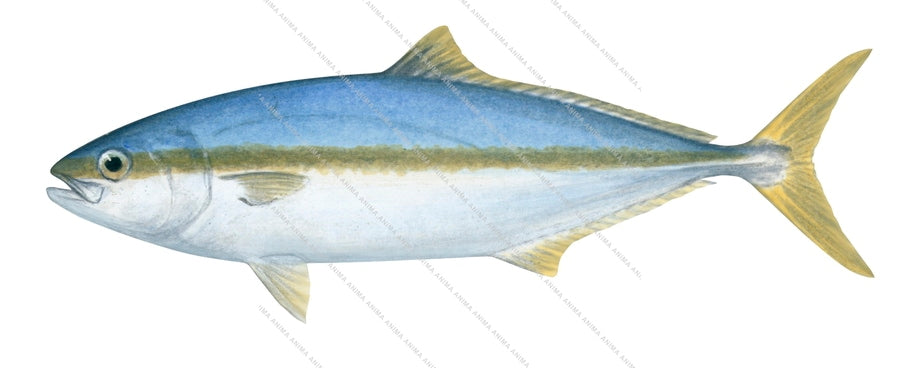 Anima Fish Juvenile Yellowtail Kingfish,Seriola lalandi|High Res Marine image-R ...