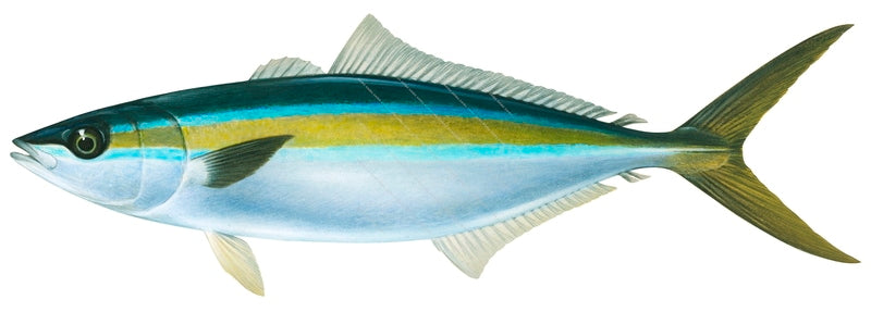 Rainbow Runner-3,Elegatis bipinnulata|High Res Marine image-R.Swainston ...