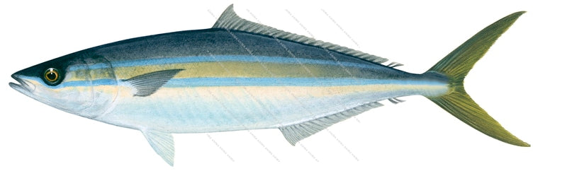 Rainbow Runner-1,Elagatis bipinnulata|High Res Marine image-R.Swainston ...