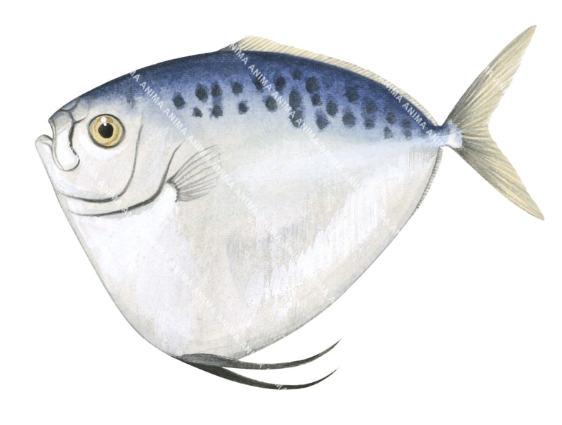 Anima Fish Razoor Moonfish-1,Mene maculata|High Res Illustration by Roger ...